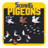 Scenes - Pigeons - Environment